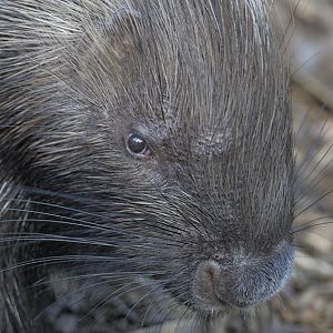 Southern African porcupine