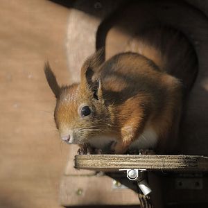 European red squirrel