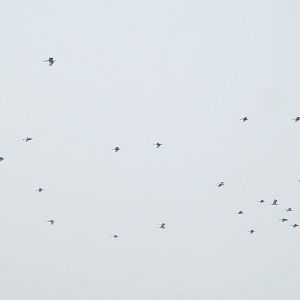 Van Long Nature Reserve, 13/03/12