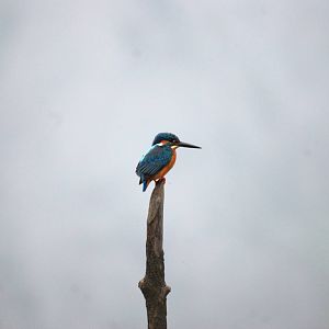 Van Long Nature Reserve, 13/03/12