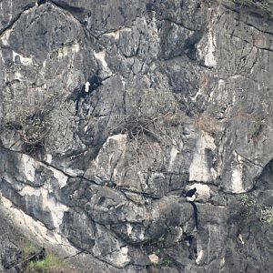 Van Long Nature Reserve, 13/03/12