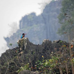 Van Long Nature Reserve, 13/03/12
