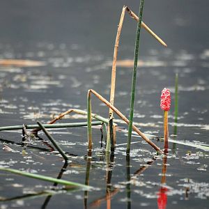 Van Long Nature Reserve, 13/03/12