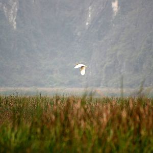Van Long Nature Reserve, 13/03/12