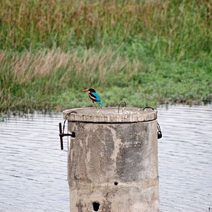 Van Long Nature Reserve, 13/03/12