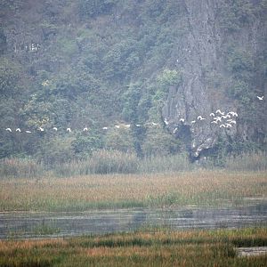 Van Long Nature Reserve, 13/03/12