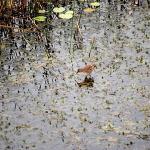 Van Long Nature Reserve, 13/03/12