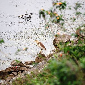 Van Long Nature Reserve, 13/03/12