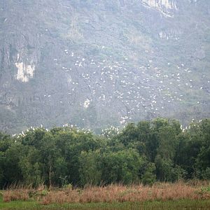 Van Long Nature Reserve, 13/03/12