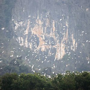 Van Long Nature Reserve, 13/03/12