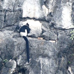 Van Long Nature Reserve, 13/03/12