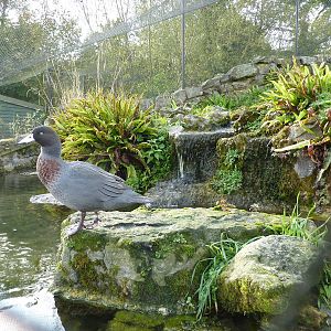 Blue duck in enclosure, 17th October 2012.