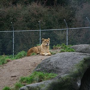 African Lion - Paradise Valley Springs