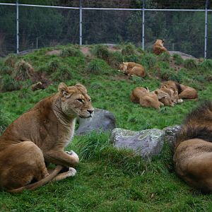 African Lions - Paradise Valley Springs