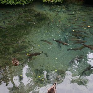 Rainbow Trout - Paradise Valley Springs