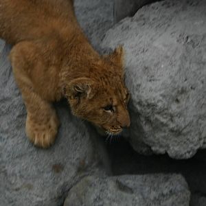 Lion Cub - Paradise Valley Springs