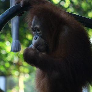 Orangutan