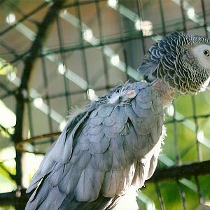 Rehomed African Grey Parrot 13th September 2012