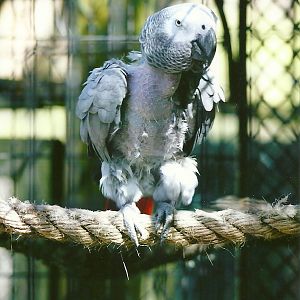 Rehomed African Grey Parrot 13th September 2012