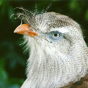 Red-legged Seriema 13th September 2012