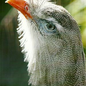 Red-legged Seriema 13th September 2012