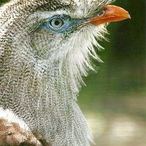 Red-legged Seriema 13th September 2012