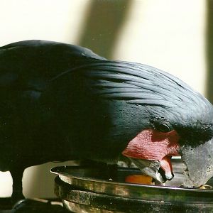 Palm Cockatoo 13th September 2012