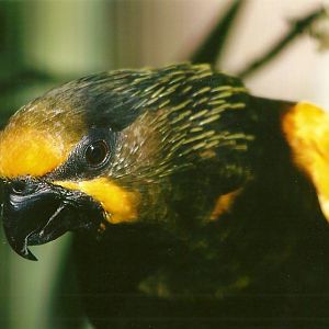 Duivenbode's Lory 13th September 2012