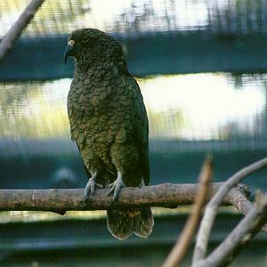 Kea 13th September 2012