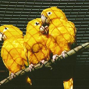 Queen of Bavaria's Conures 13th September 2012