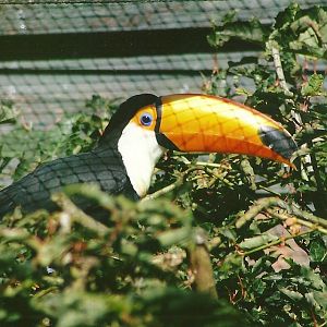 Toco Toucan 13th September 2012