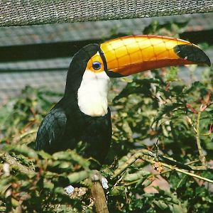 Toco Toucan 13th September 2012