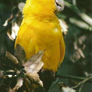 Queen of Bavaria's Conure 13th September 2012