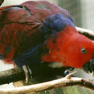 Hen Vosmaeri Eclectus Parrot 13th September 2012