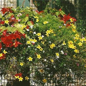 Hanging Basket 13th September 2012