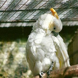 Citron-crested Cockatoo 13th September 2012