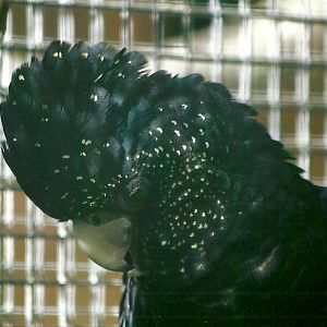 Hen red-tailed Black Cockatoo 13th September 2012