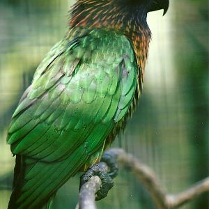 Yellow-streaked Lory 13th September 2012