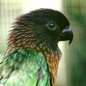 Yellow-streaked lory 13th September 2012