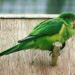 Mountain Parakeet 13th September 2012