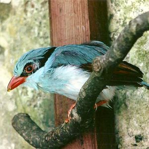 Hunting Cissa 13th September 2012