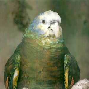 St Vincent Amazon 13th September 2012