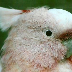 Leadbeater's Cockatoo 13th September 2012