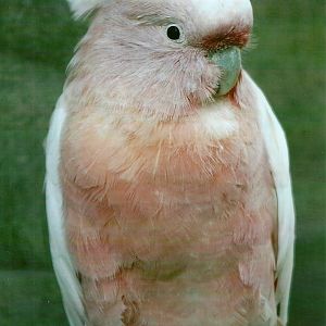 Leadbeater's Cockatoo 13th September 2012