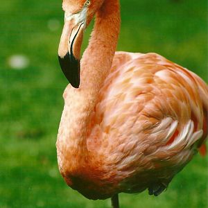 Caribbean Flamingo 13th September 2012