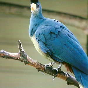 Great Blue Touraco 13th September 2012