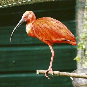 Scarlet Ibis 13th September 2012