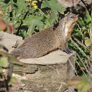 Gambian Mongoose (Mungos gambianus)