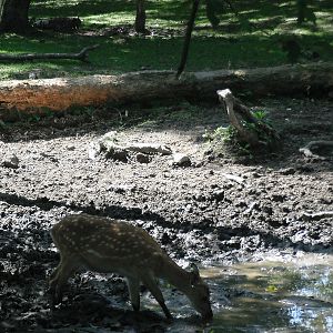 Deer drinking from puddle