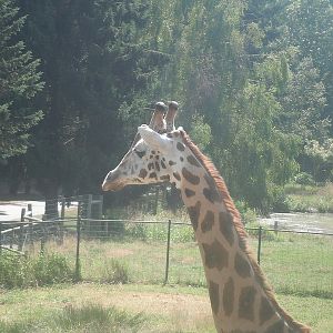 Giraffe